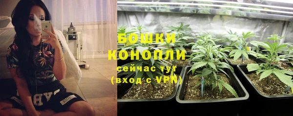 прущие грибы Лабытнанги