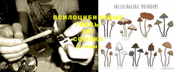 прущие грибы Лабытнанги